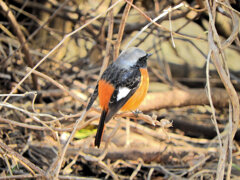 ジョビ男　と遊んだ　６