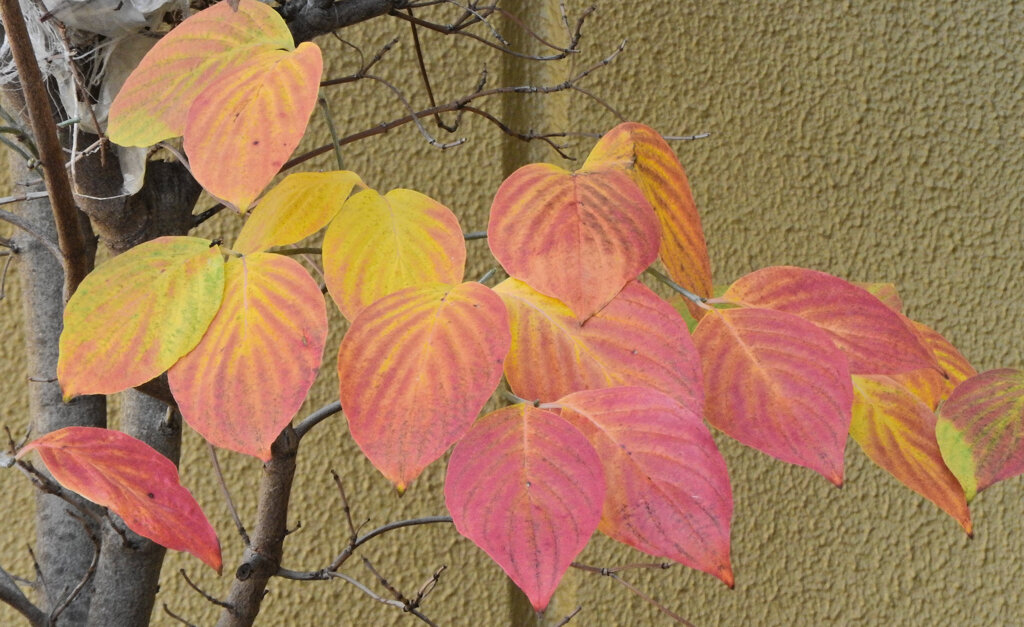 ヤマボウシの紅葉　１