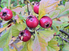 山樝子（さんざし）の実　６