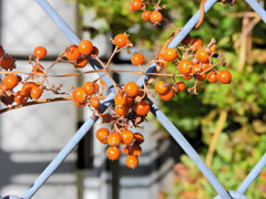 屁糞蔓 （へくそかずら）（実）４