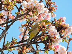 サクジロー⌒(ё)⌒　２