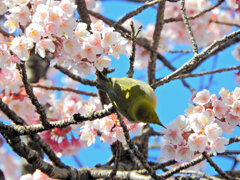 サクジロー　５