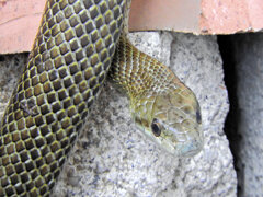 ヘビィ~>゜)～～～　につき閲覧注意！！　７