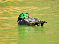 ヨシガモ　さん　６