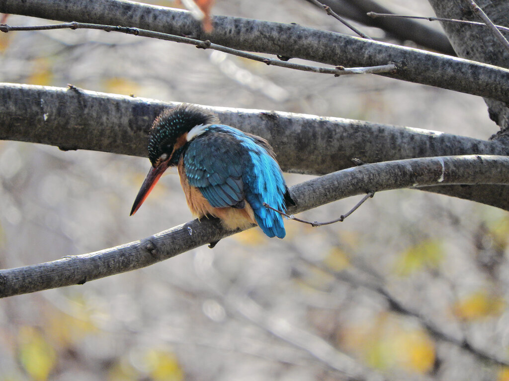 カワセミさん　ロックオン！