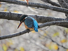 カワセミさん　ロックオン！