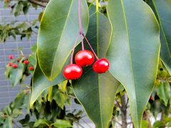 ソヨゴ（冬青）２