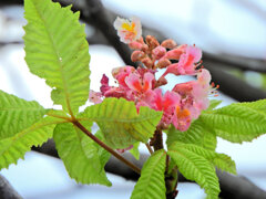 季節外れの紅花栃の木の花６