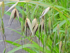 烏麦 （からすむぎ）茶挽草（ちゃひきぐさ）４