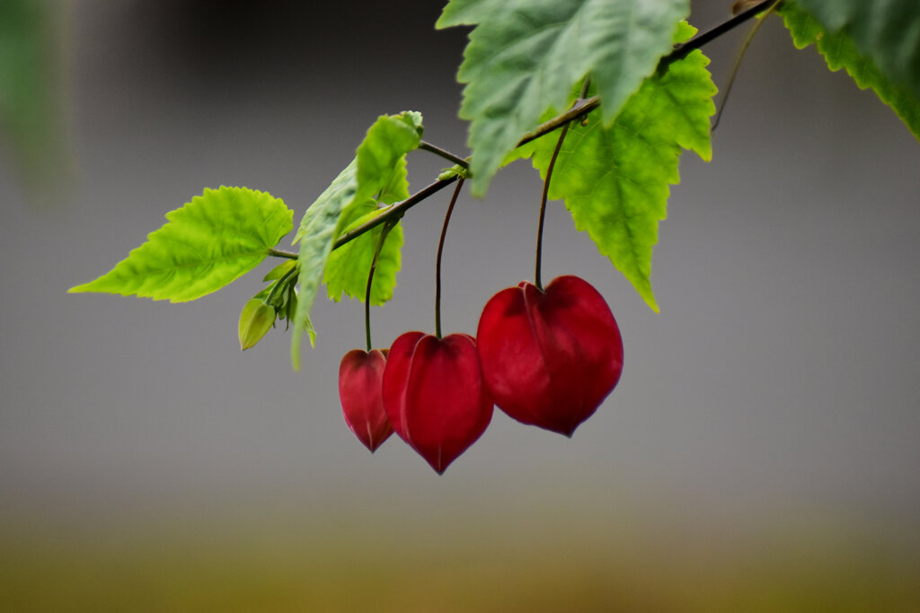 アブチロン・チロリアンランプ　3/3