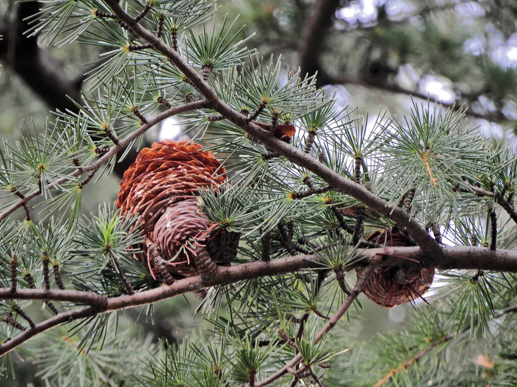 ヒマラヤスギ　実　４