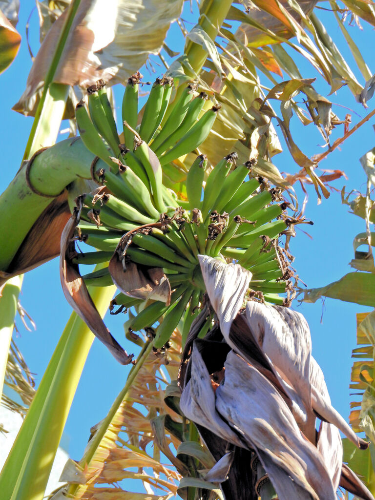真冬・今日のバナナ　1/3
