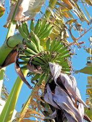 真冬・今日のバナナ　1/3