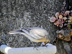 ハクセキレイの幼鳥　２