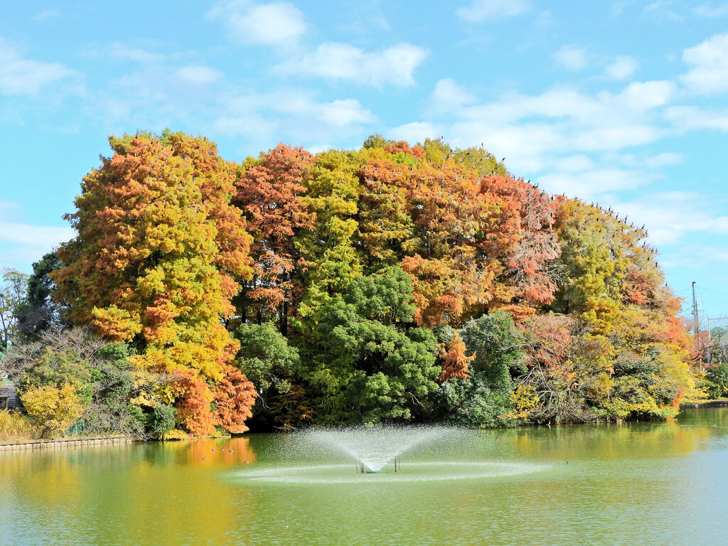 川崎市等々力緑地公園・・釣り堀池で　紅葉　６