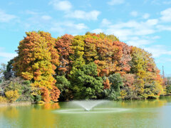 川崎市等々力緑地公園・・釣り堀池で　紅葉　６