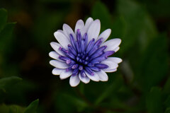 オステオスペルマム（八重）４