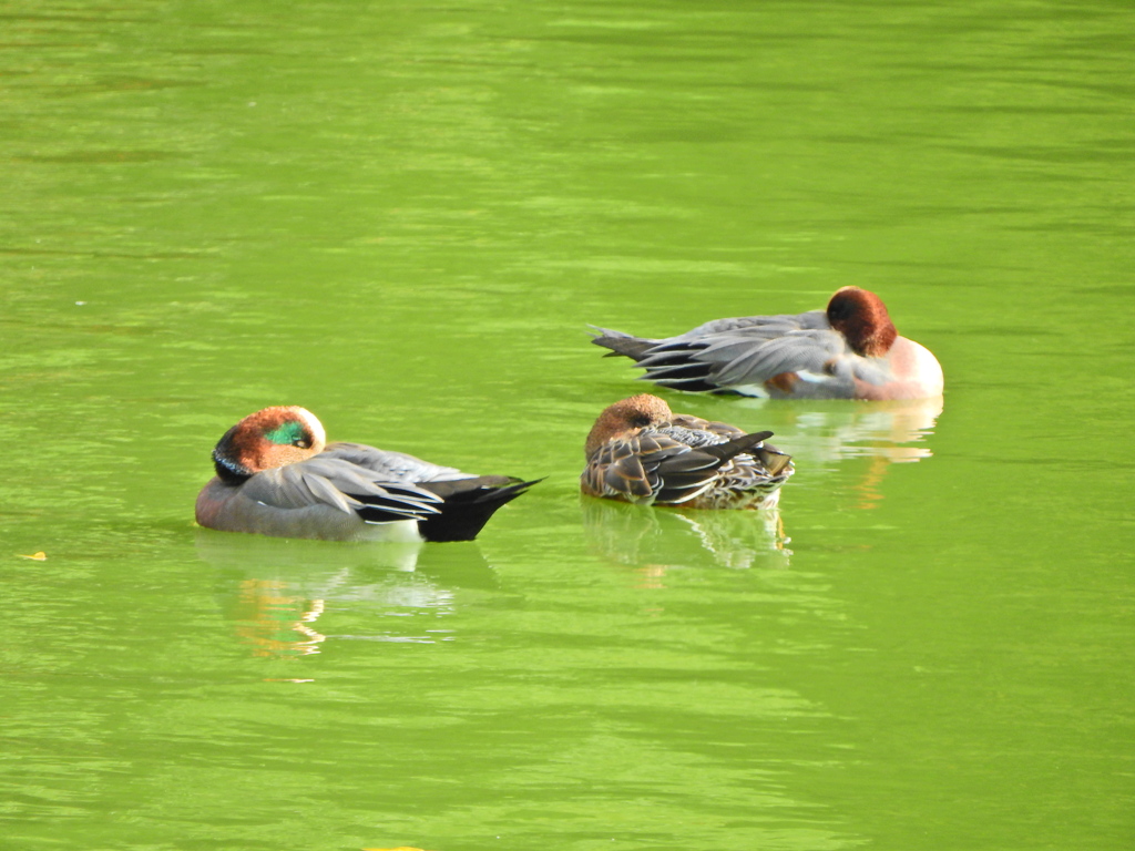 ヒドリガモ　６