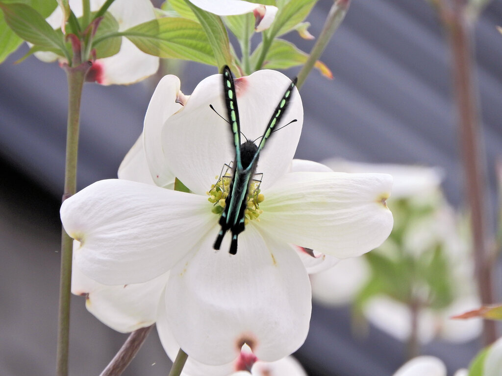 花水木にアオスジアゲハ　２