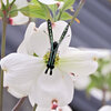 花水木にアオスジアゲハ　２