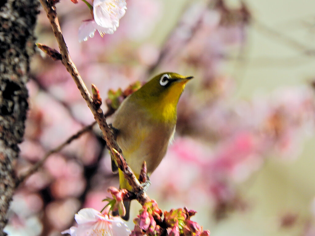 サクジロー⌒(ё)⌒　１０