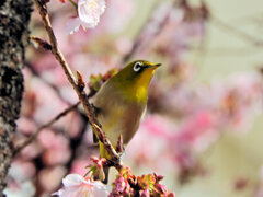 サクジロー⌒(ё)⌒　１０