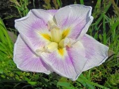 花菖蒲　１