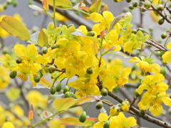 ミッキーマウスの木   （オクナ・セルラタ）花　４