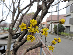 山茱萸（サンシュユ）開花　６