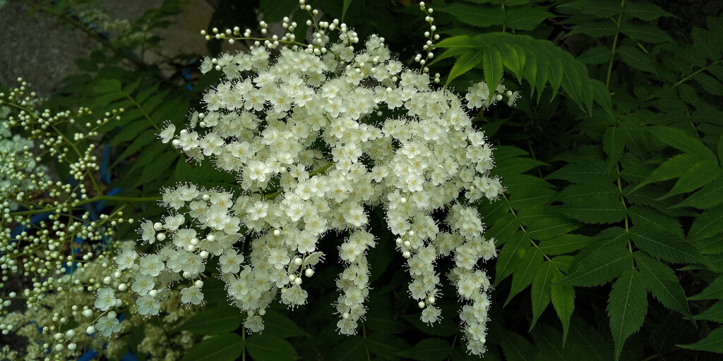「庭七竈（にわななかまど）」の花　２