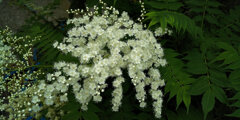「庭七竈（にわななかまど）」の花　２