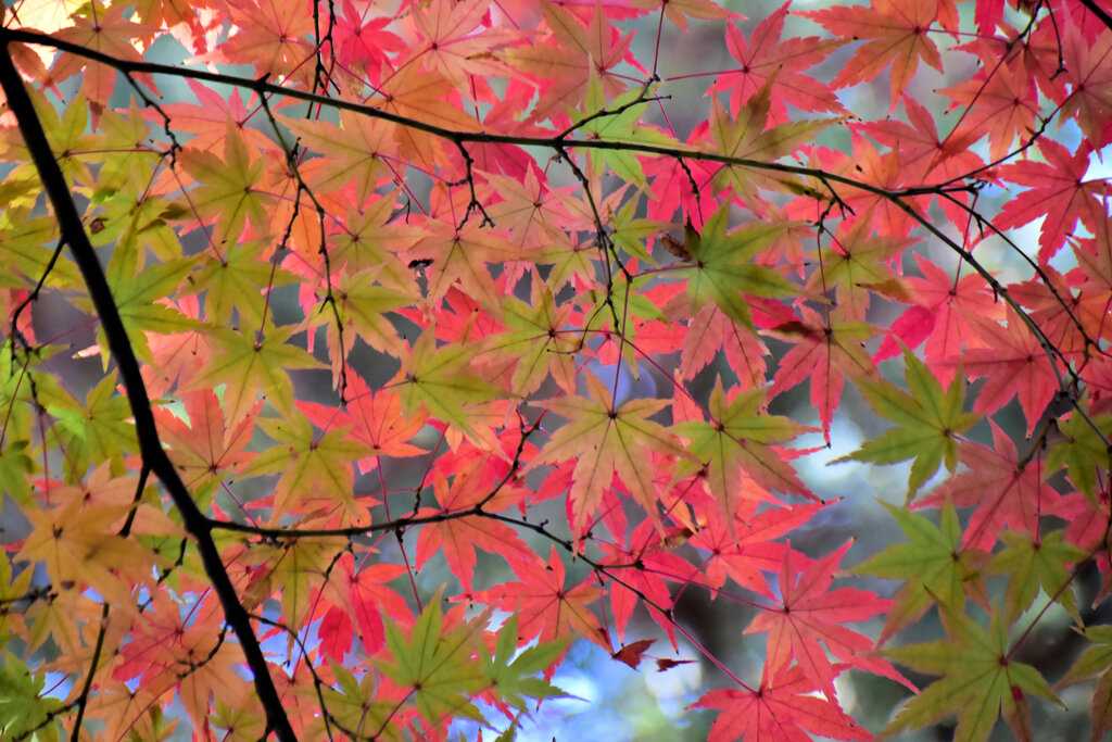 紅葉　在庫処分　５