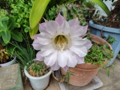 サボテンの花　1/2