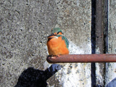 今日のカワセミ　さん　1/2