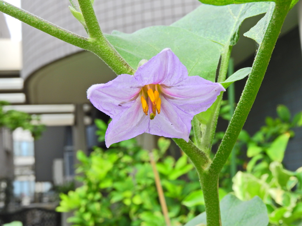 白茄子の花