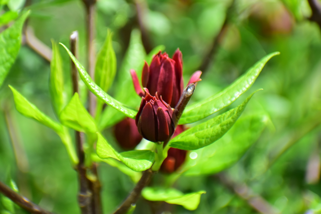 アメリカ蠟梅 （アメリカろうばい）黒花蠟梅（くろばなろうばい）２