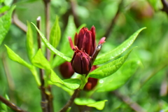 アメリカ蠟梅 （アメリカろうばい）黒花蠟梅（くろばなろうばい）２