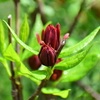 アメリカ蠟梅 （アメリカろうばい）黒花蠟梅（くろばなろうばい）２
