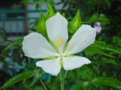 紅葉葵 （もみじあおい）白花
