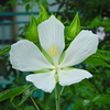 紅葉葵 （もみじあおい）白花