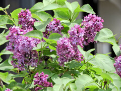 ライラック、  リラ、紫丁香花（むらさきはしどい）７