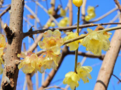 川崎市神庭緑地公園で　蝋梅　５
