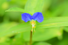 梅雨入り・露草 （つゆくさ）１