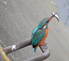 翡翠さんお魚get　４