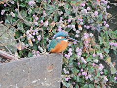 昨日のカワセミ　さん　８