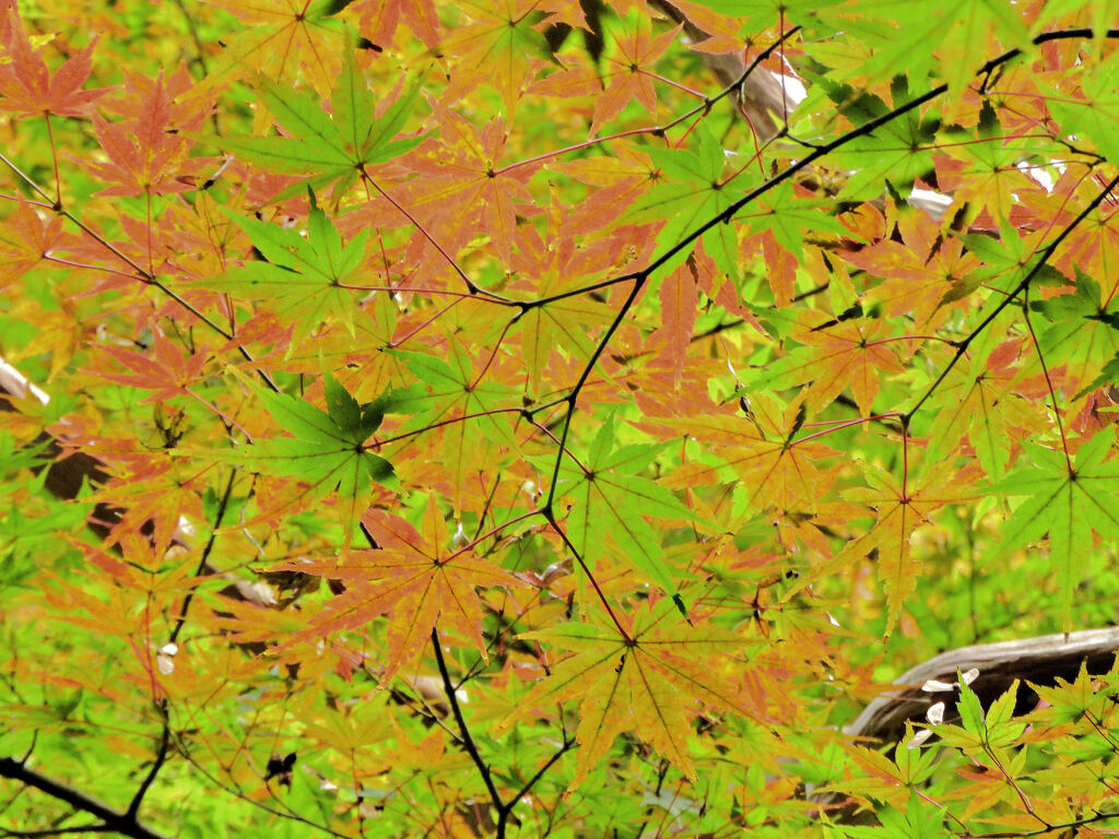 近所のお寺の紅葉　１