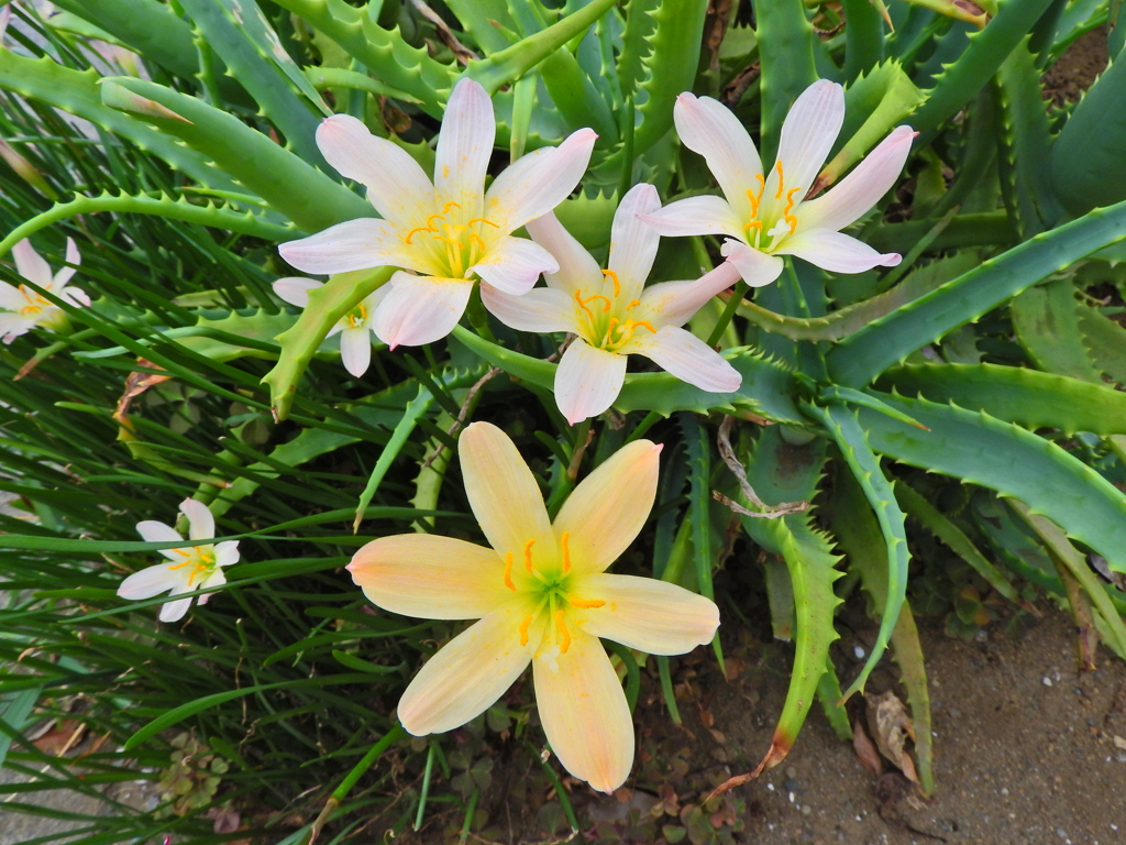 ゼフィランサス　１