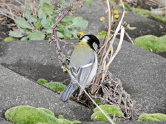 コセンダングサにシジュウカラさん　８