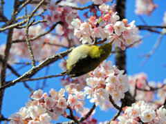 サクジロー　６