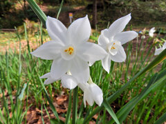 里山で水仙　２